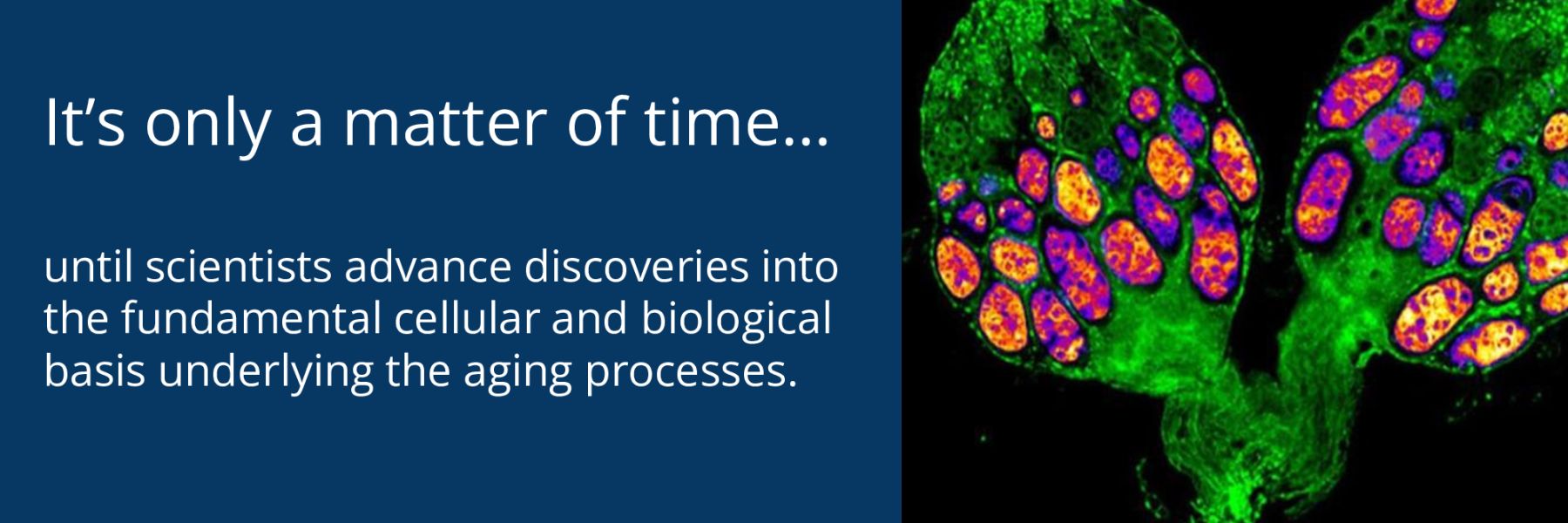 until scientists advance discoveries into the fundamental cellular and biological basis underlying the aging processes