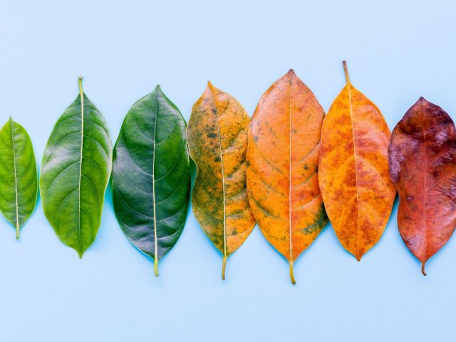 leaves grow old